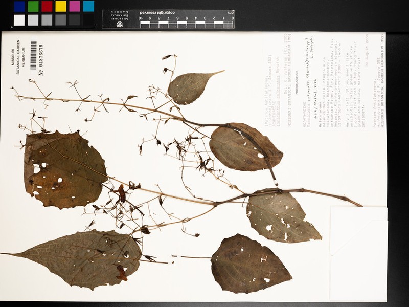 Mimulopsis calcarata