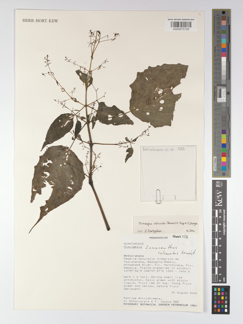 Mimulopsis calcarata photo 2
