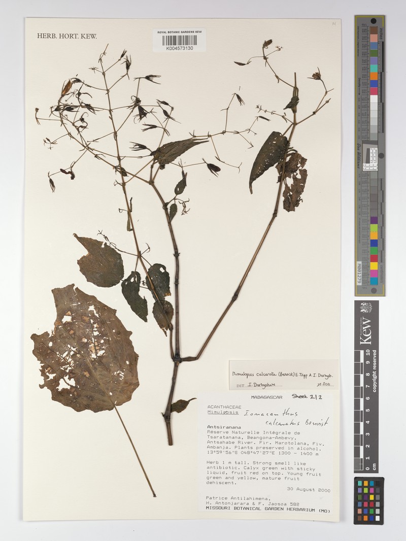 Mimulopsis calcarata photo 3