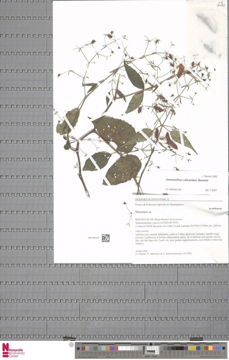 Mimulopsis calcarata photo 4