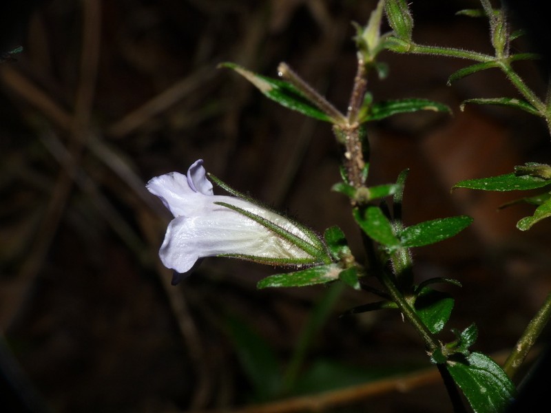 Mimulopsis lyalliana