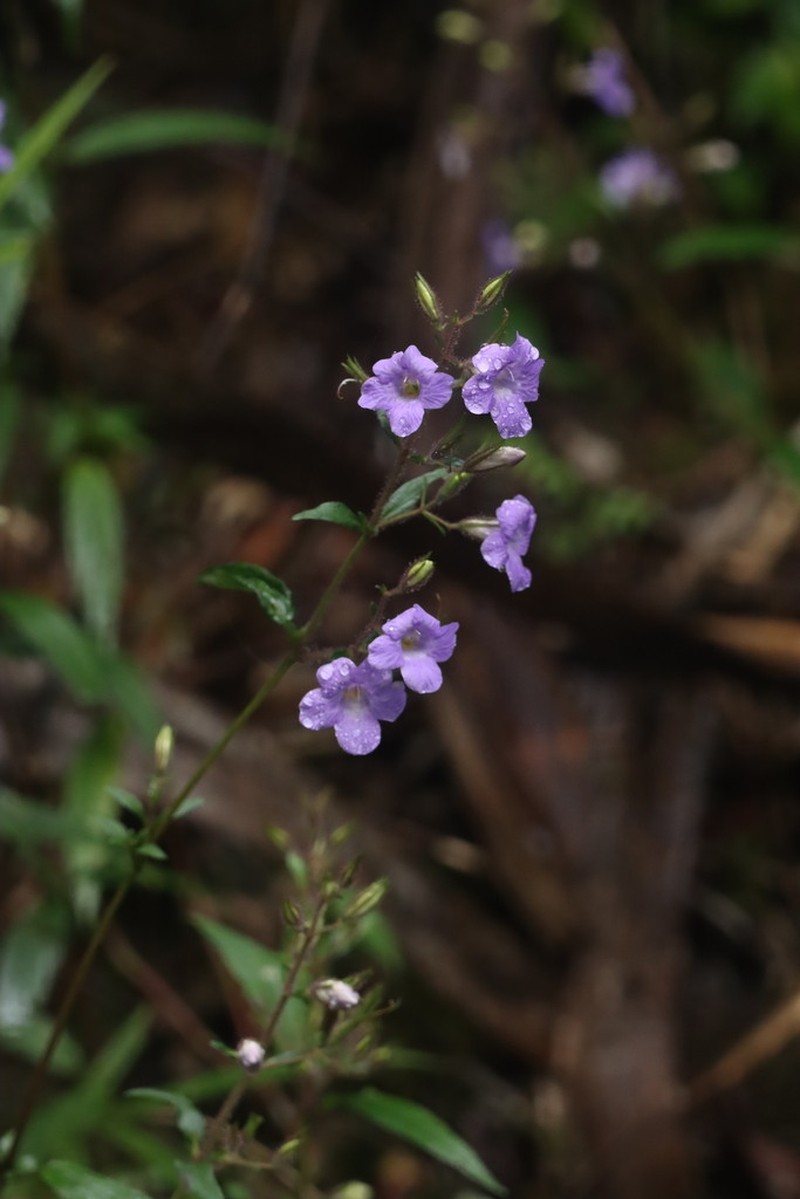 Mimulopsis lyalliana photo 2