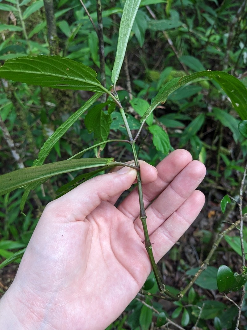 Mimulopsis lyalliana photo 3