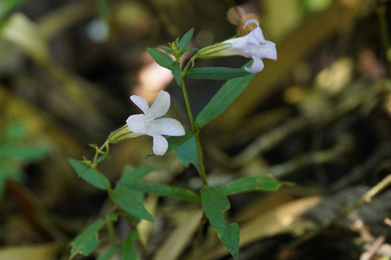 Mimulopsis lyalliana photo 4