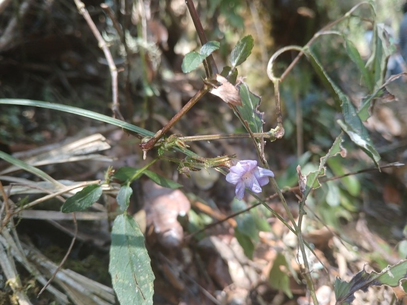 Mimulopsis lyalliana photo 5