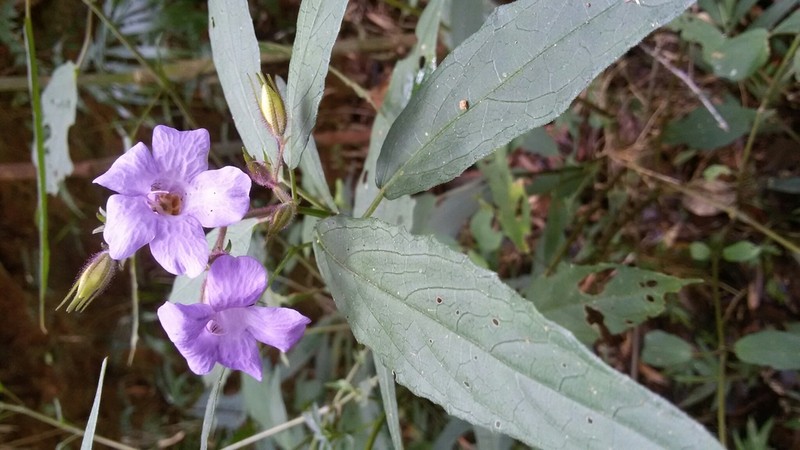 Mimulopsis lyalliana photo 6