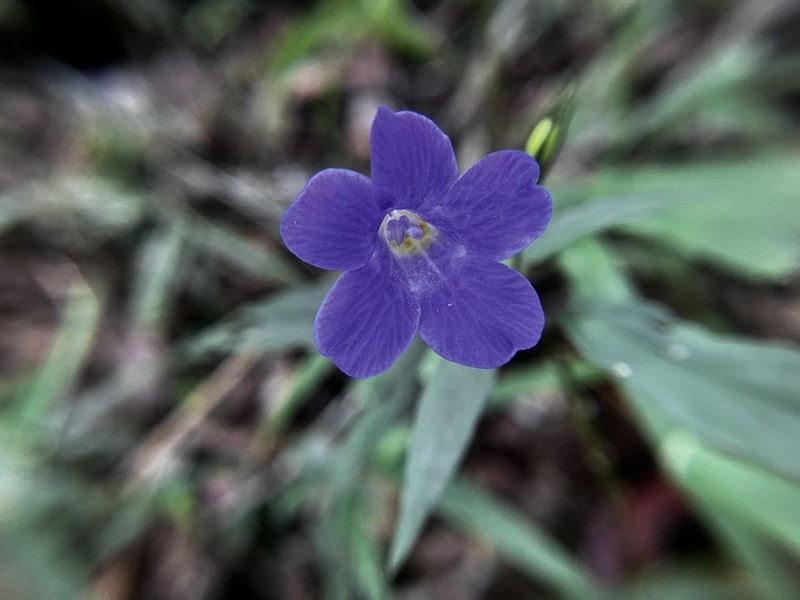 Mimulopsis lyalliana photo 7