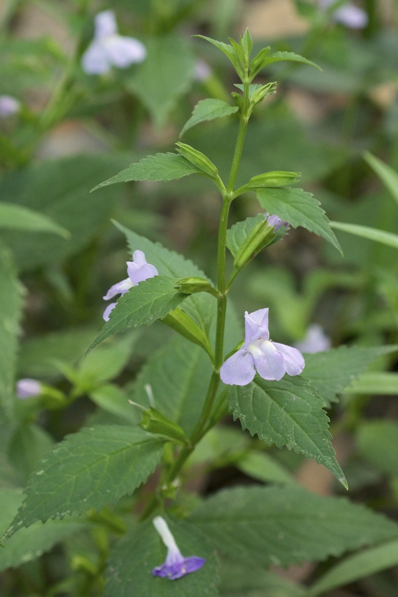 Sharpwing Monkeyflower