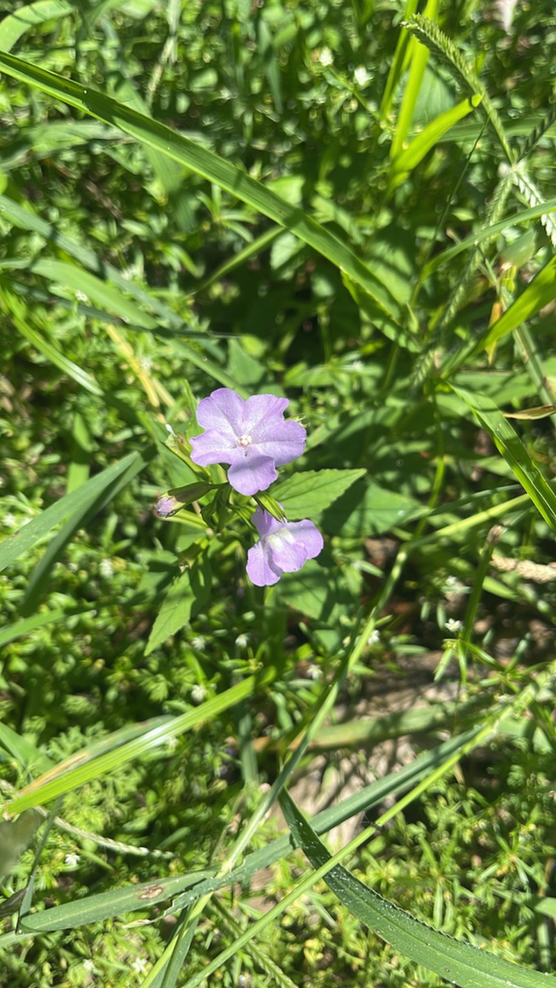 Sharpwing Monkeyflower photo 2