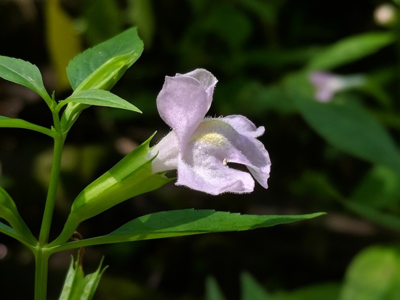 Sharpwing Monkeyflower photo 3