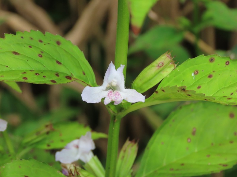 Sharpwing Monkeyflower photo 4