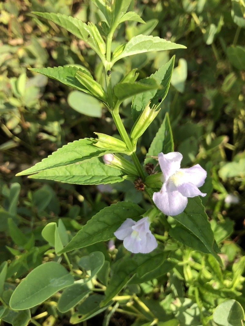 Sharpwing Monkeyflower photo 5