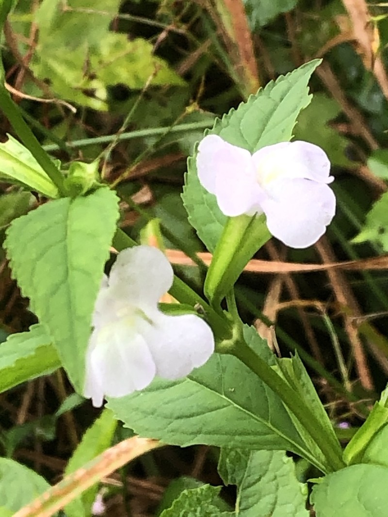 Sharpwing Monkeyflower photo 6