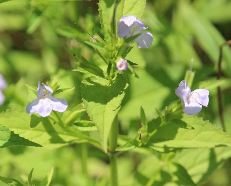 Sharpwing Monkeyflower photo 7
