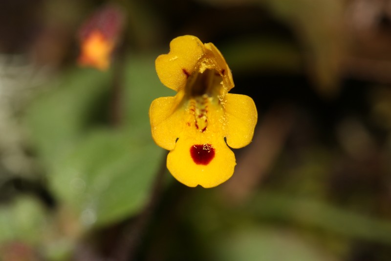 Wingstem Monkeyflower