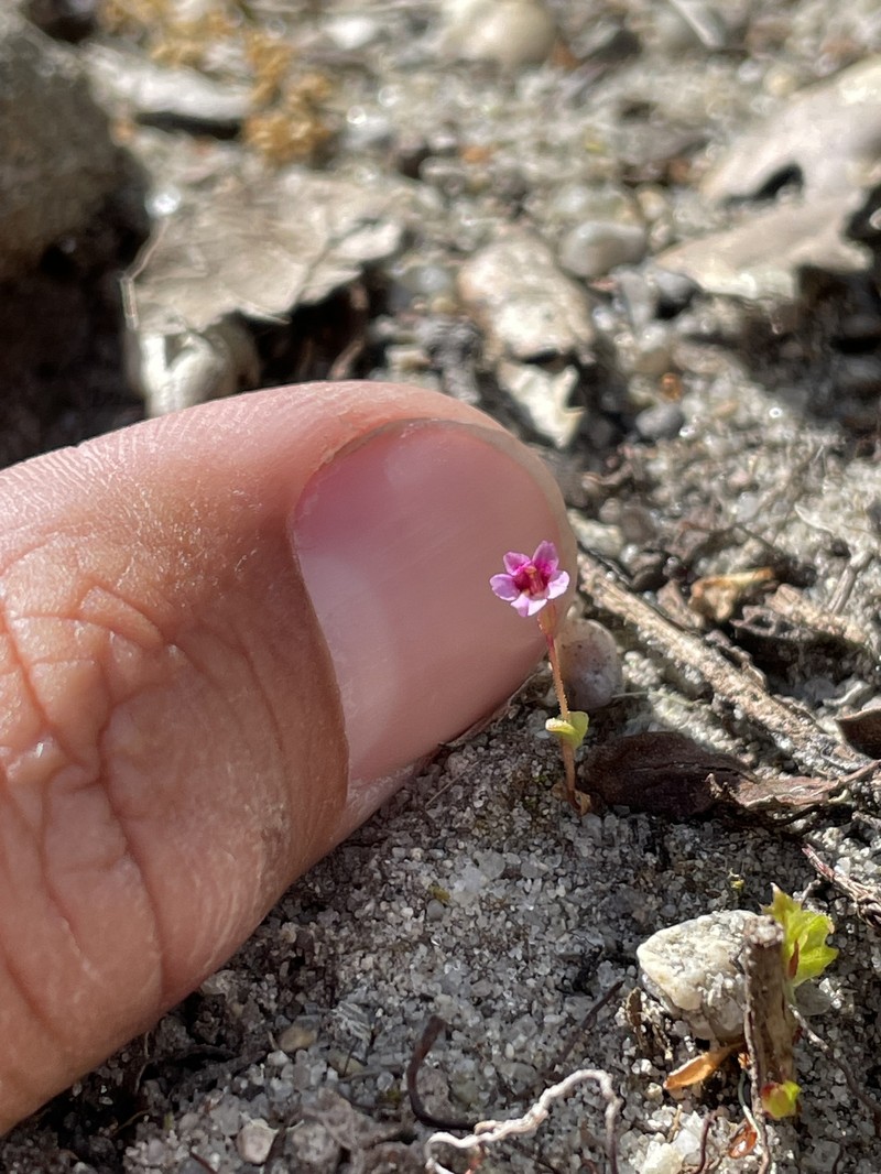 Rockjasmine Monkeyflower