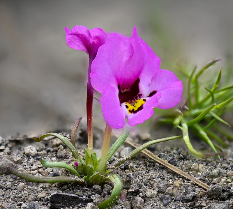 Purplelip Pansy Monkeyflower