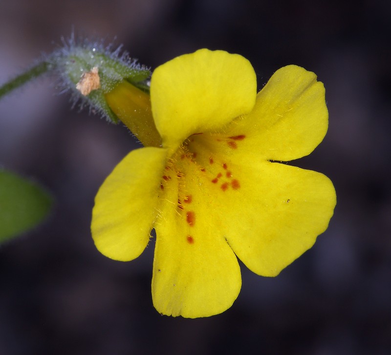 Sandloving Monkeyflower