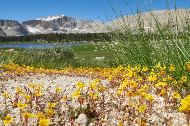 Bearded Monkeyflower