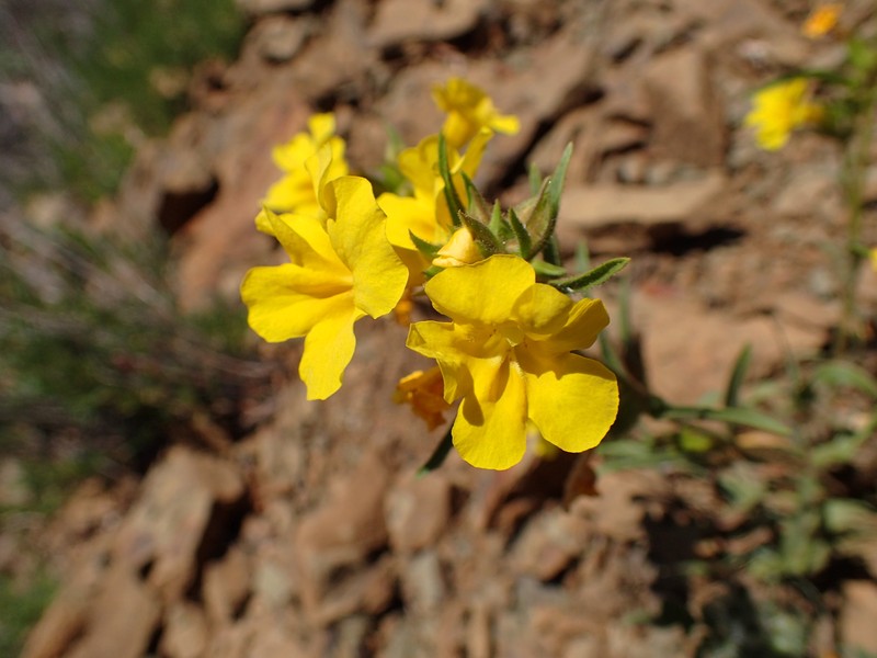Widethroat Yellow Monkeyflower