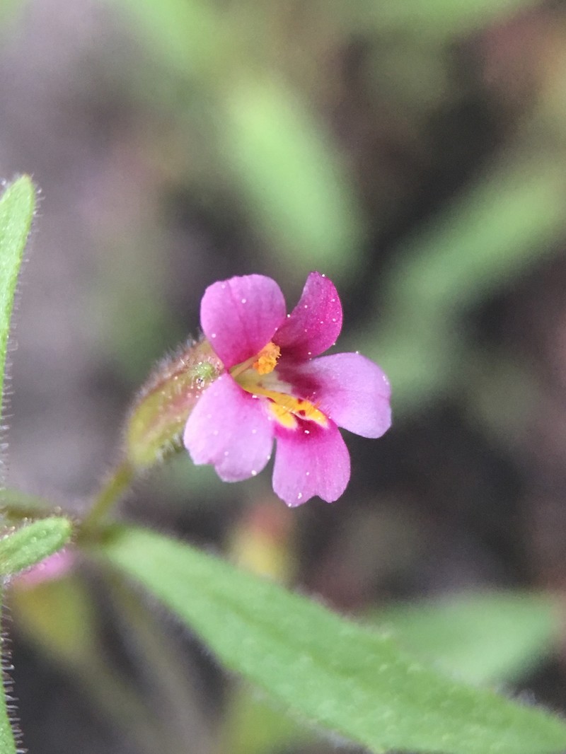 Brewer's Monkeyflower