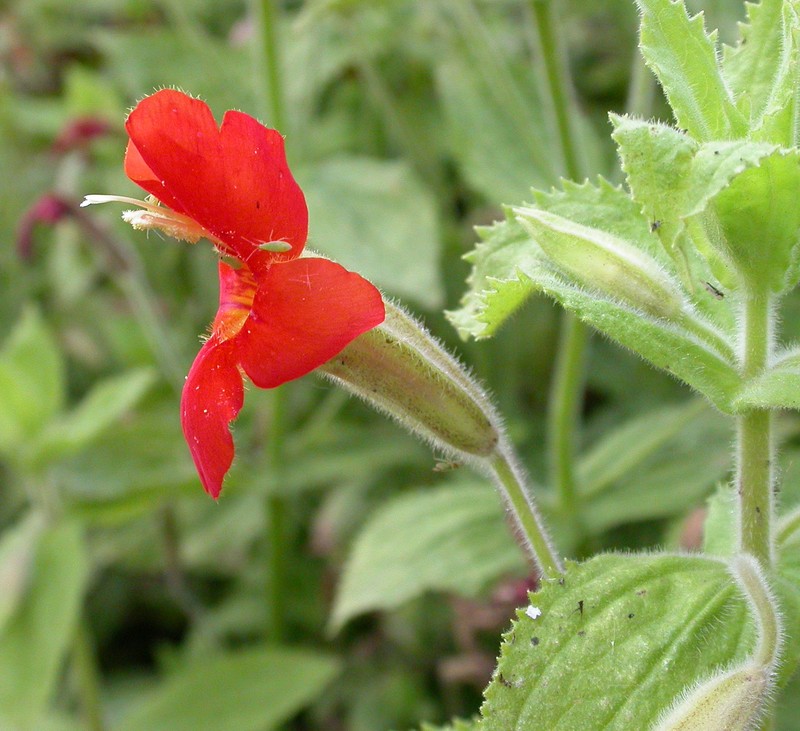 Scarlet Monkeyflower