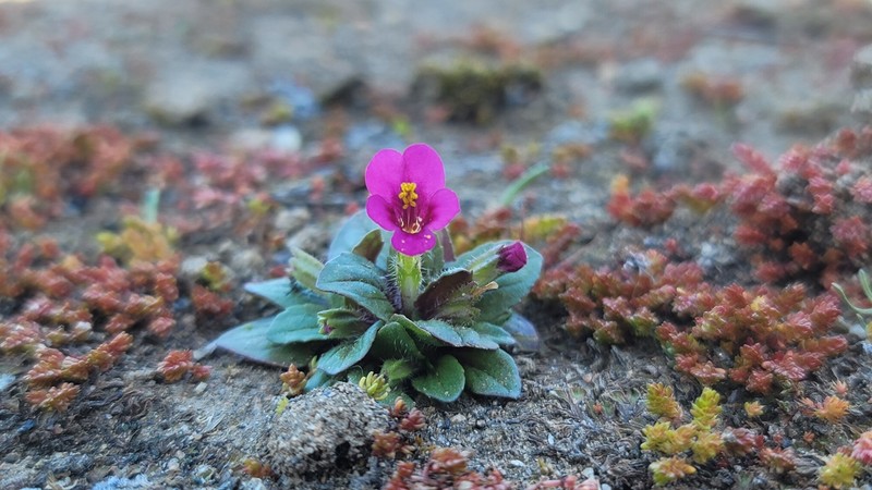 Congdon's Monkeyflower