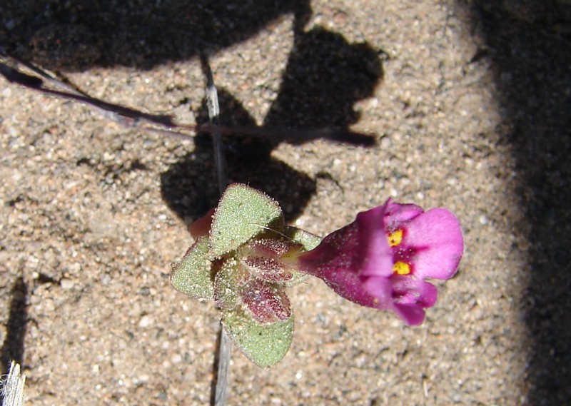 Cusick's Monkeyflower