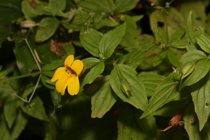 Coastal Monkeyflower