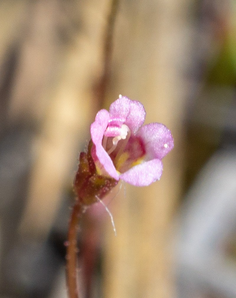 San Bernardino Mountain Monkeyflower