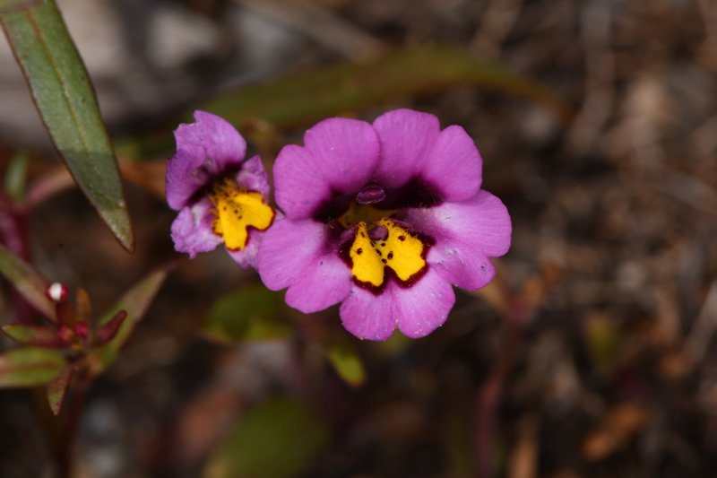 Slenderstem Monkeyflower