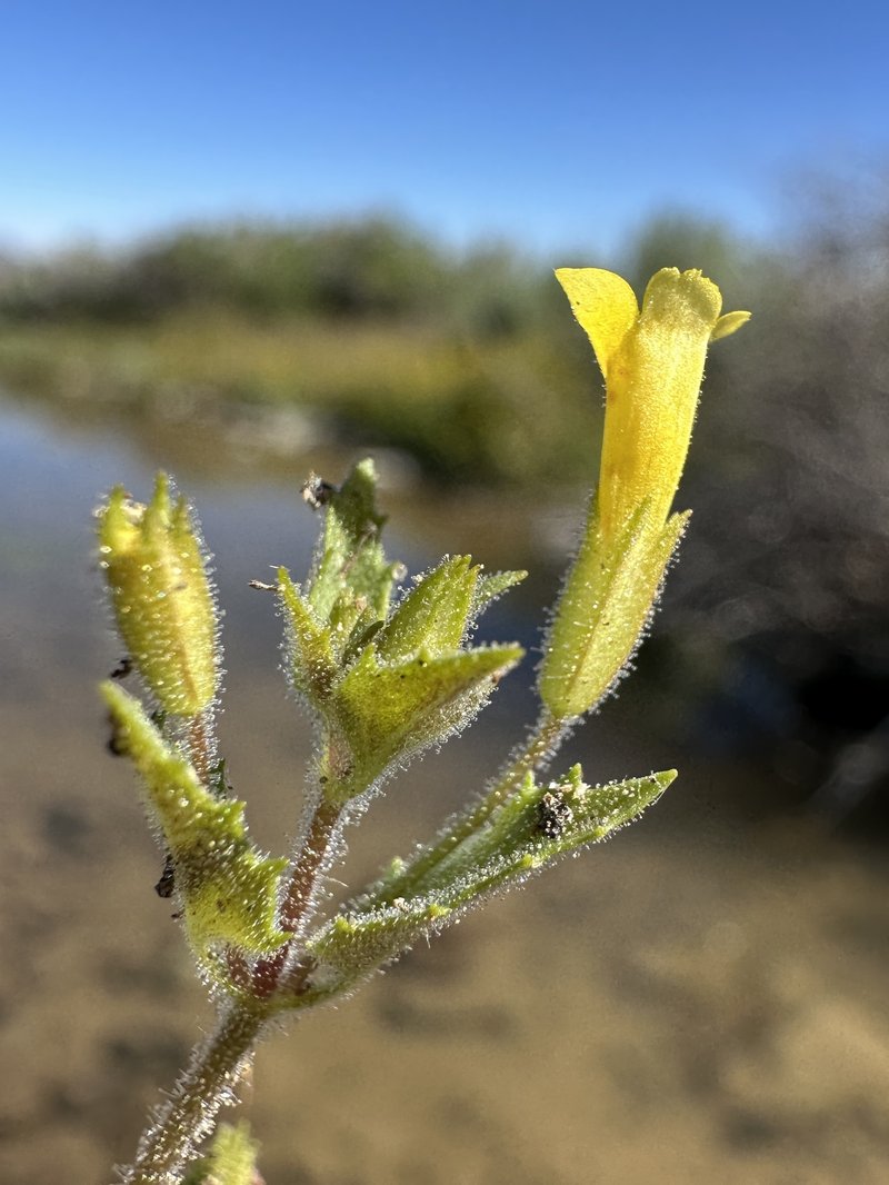 Manyflowered Monkeyflower