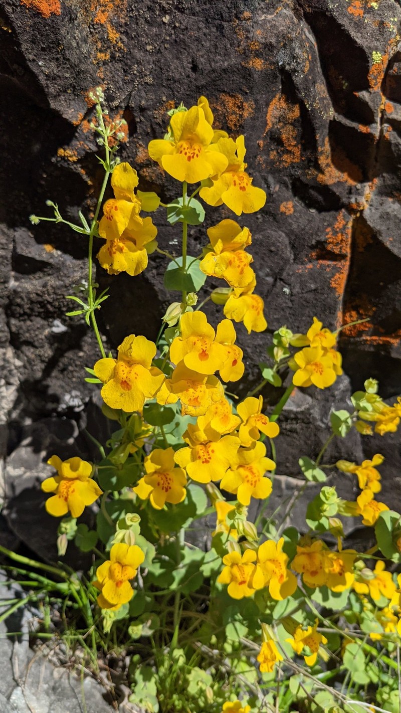 Shieldbract Monkeyflower