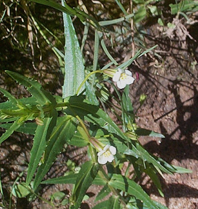 Mt. Rose Monkeyflower photo 2
