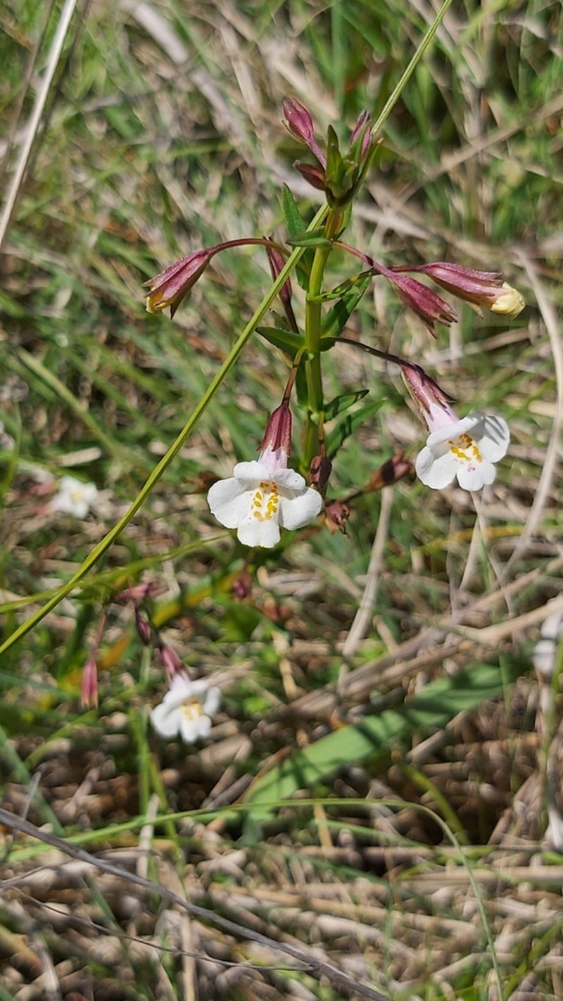Mt. Rose Monkeyflower photo 3