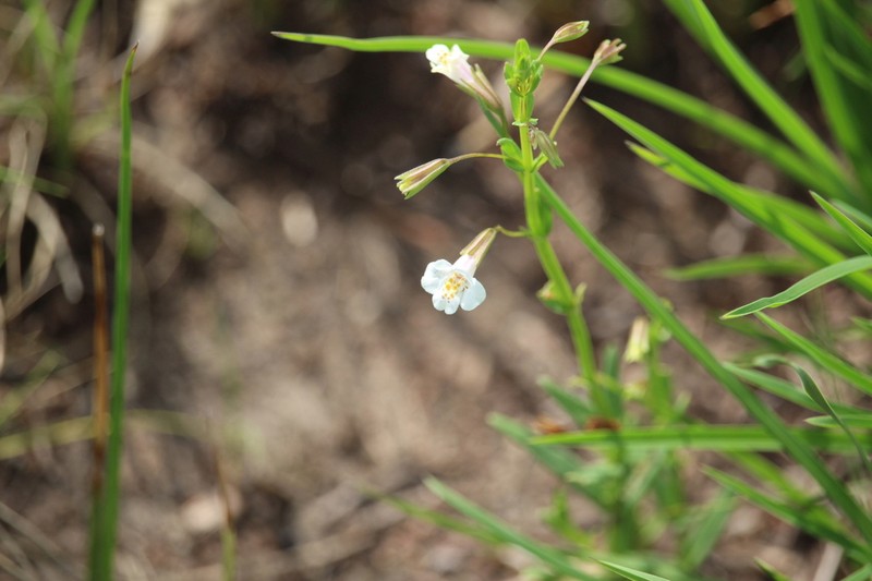Mt. Rose Monkeyflower photo 4