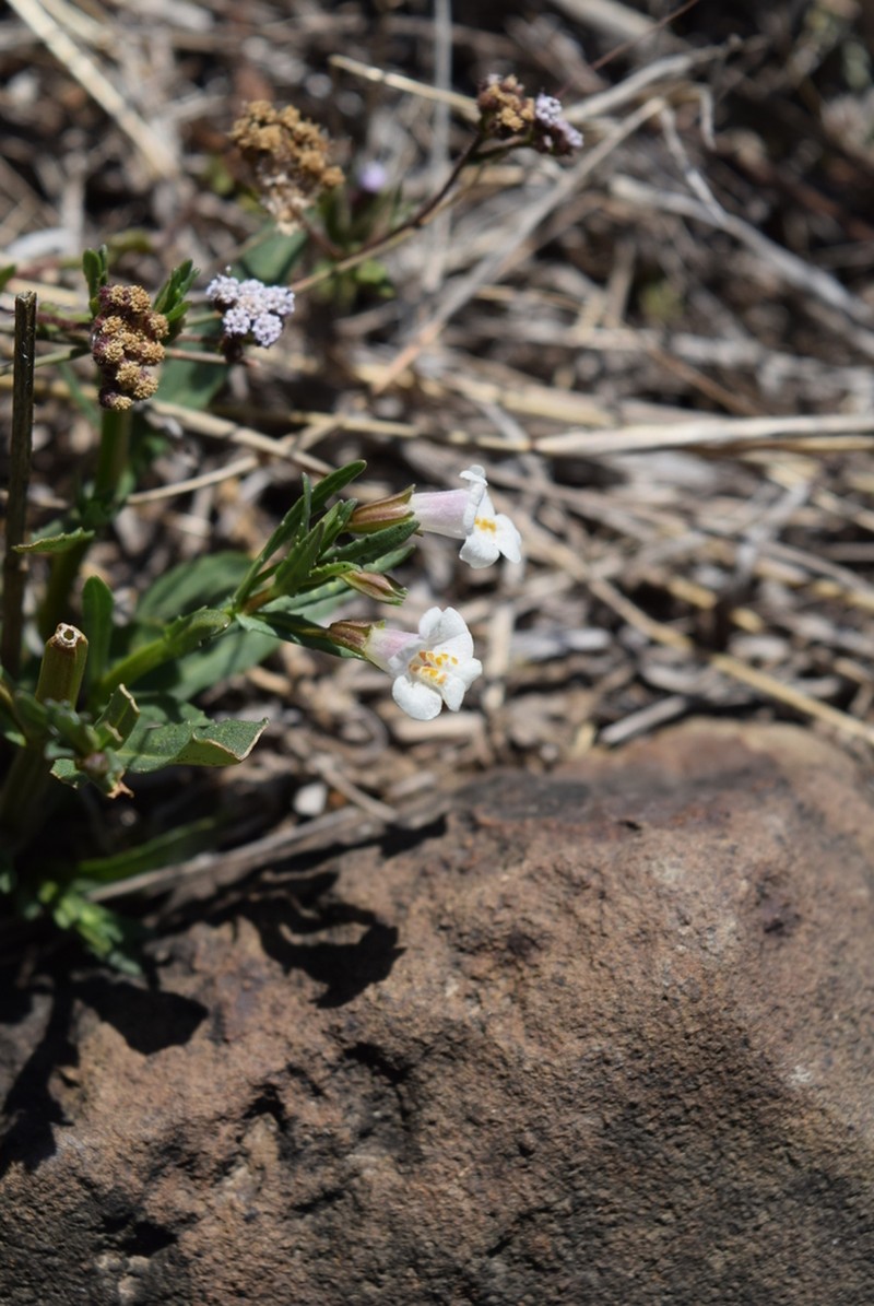 Mt. Rose Monkeyflower photo 5