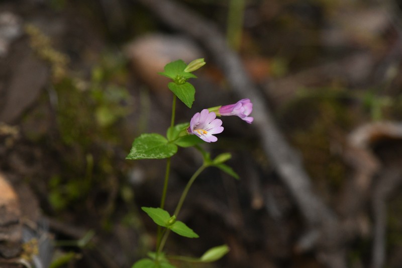 Smallflower Monkeyflower