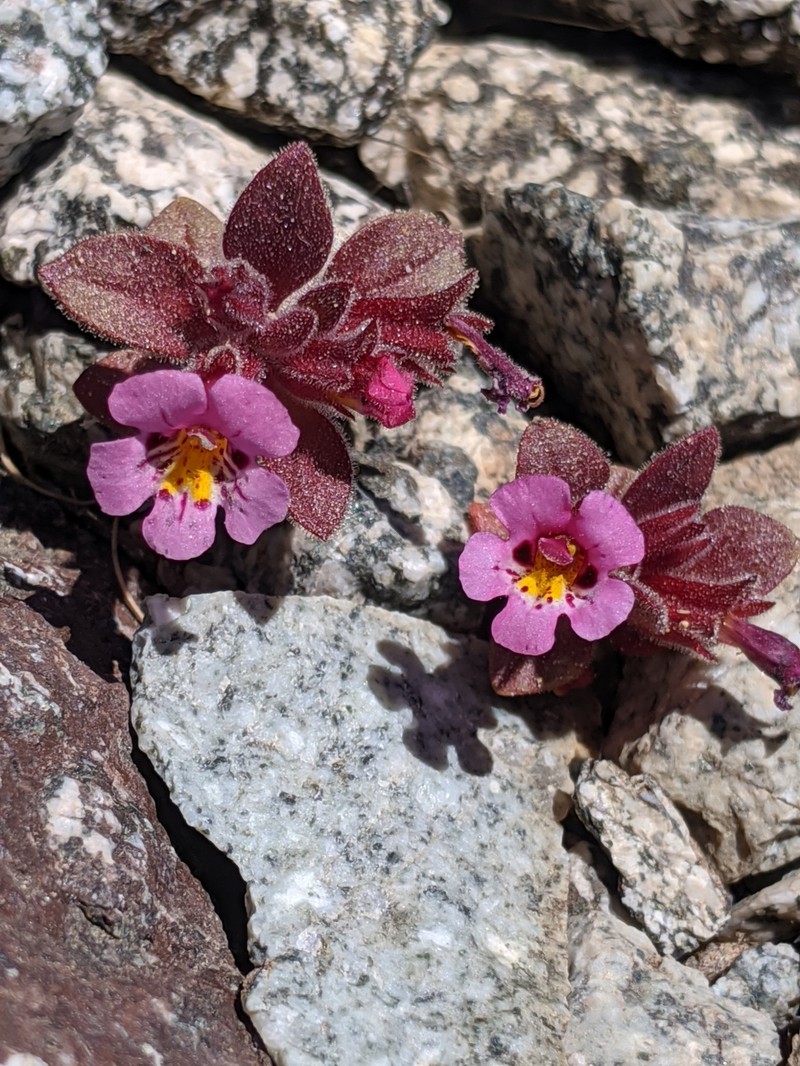 Johnston's Monkeyflower