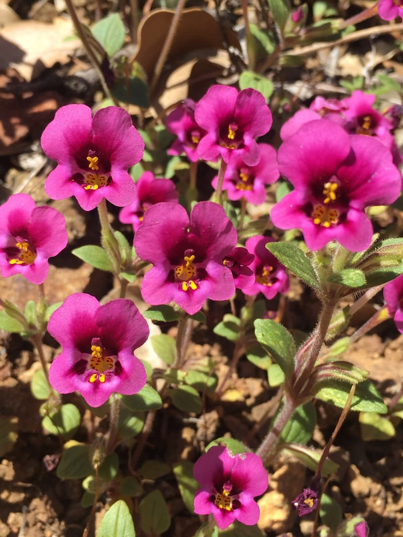 Kellogg's Monkeyflower