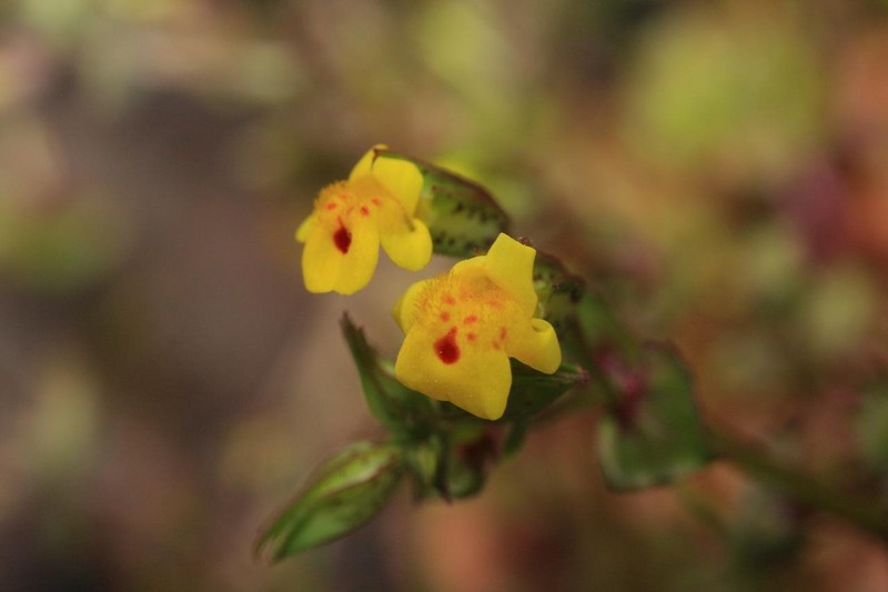Cutleaf Monkeyflower