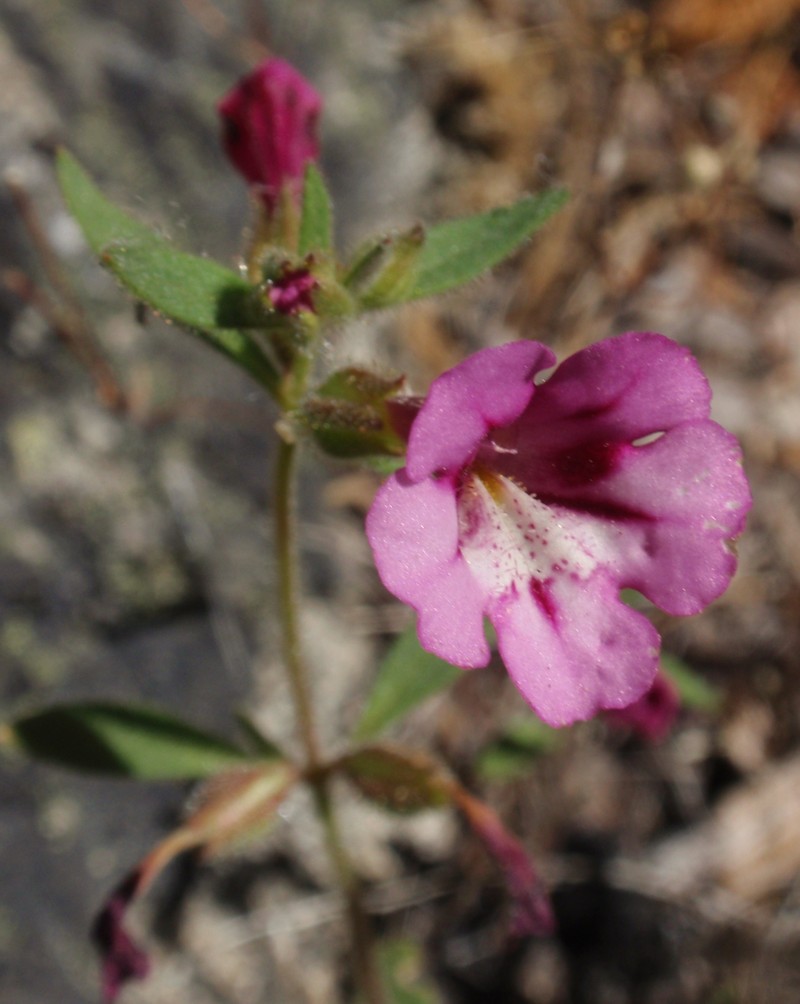 Layne's Monkeyflower photo 2