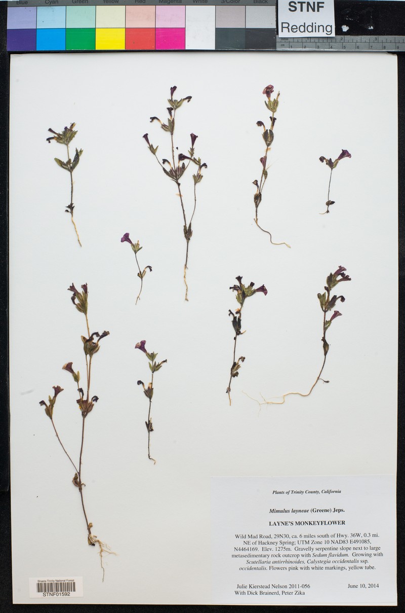 Layne's Monkeyflower