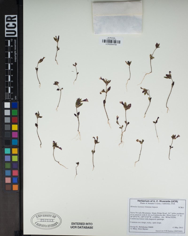 Layne's Monkeyflower photo 2