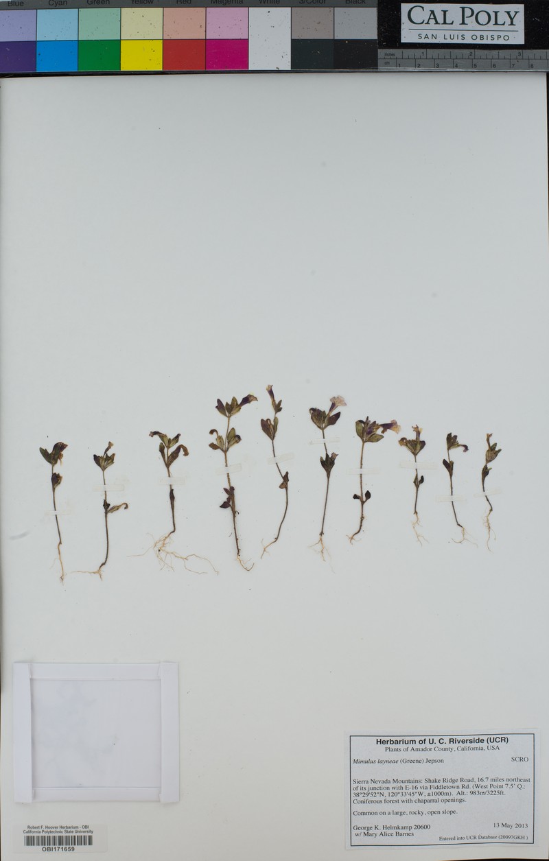 Layne's Monkeyflower photo 3