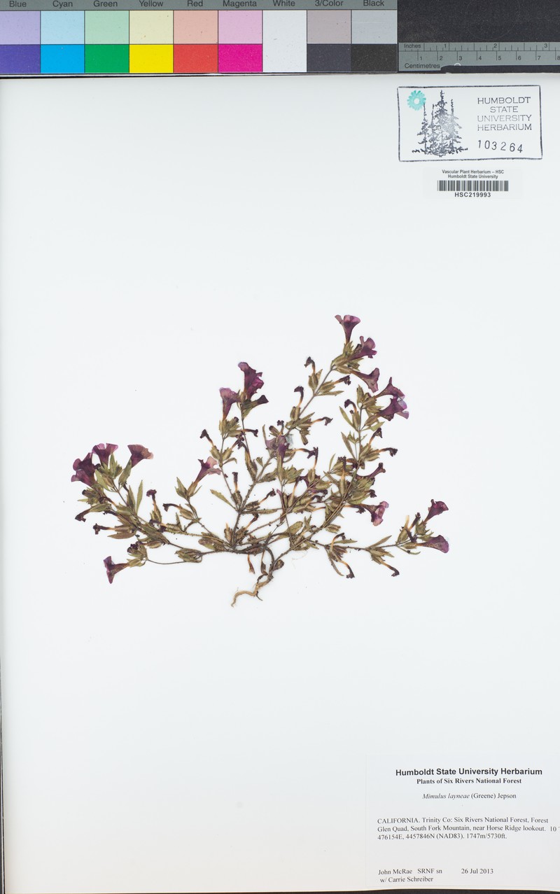 Layne's Monkeyflower photo 4