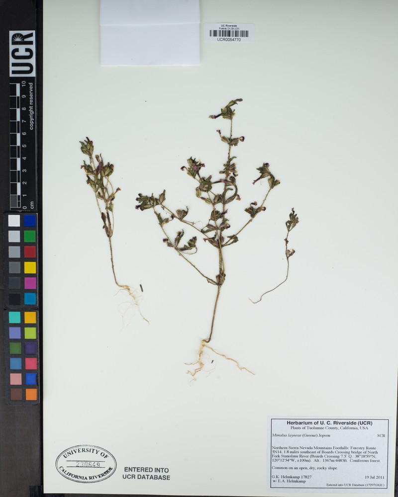 Layne's Monkeyflower photo 5