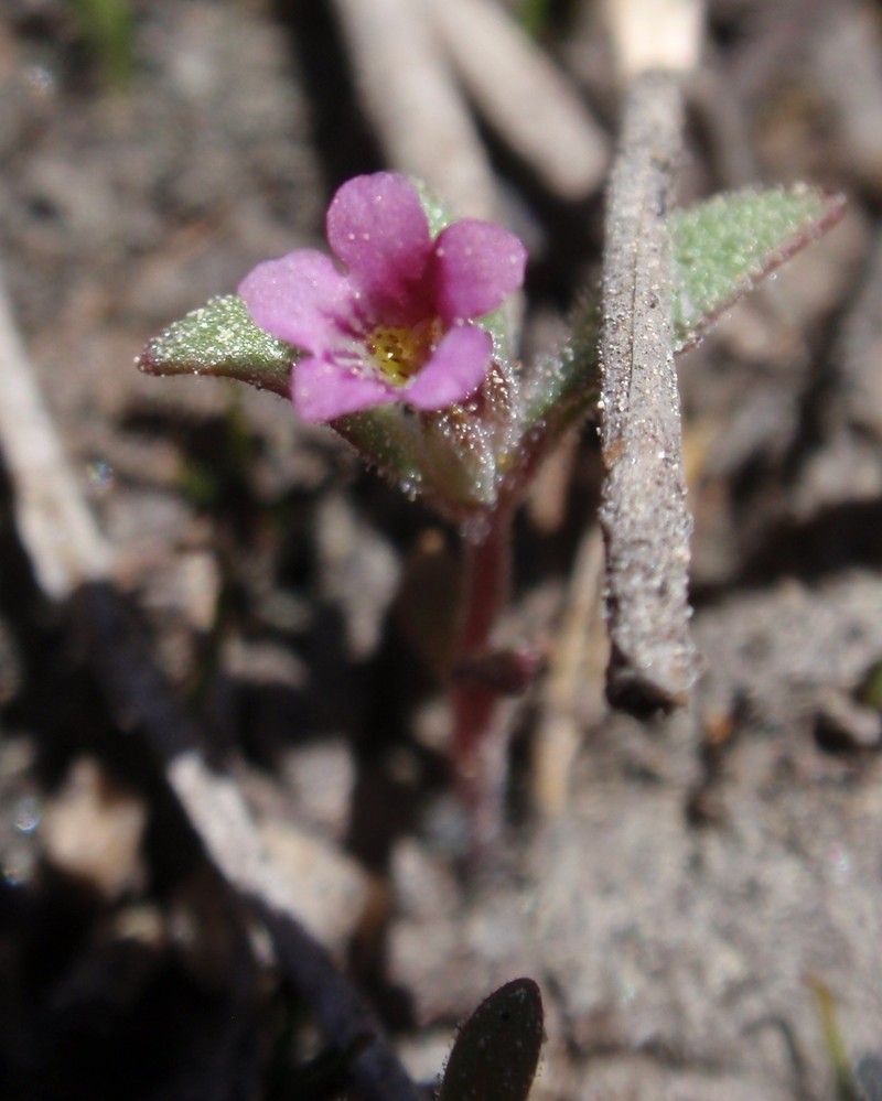 Slender Monkeyflower