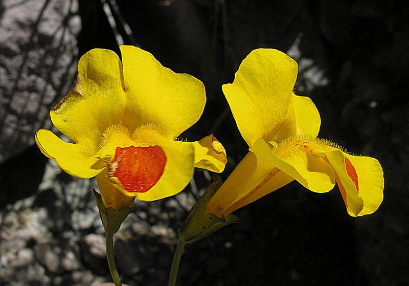 Yellow Monkey-Flower