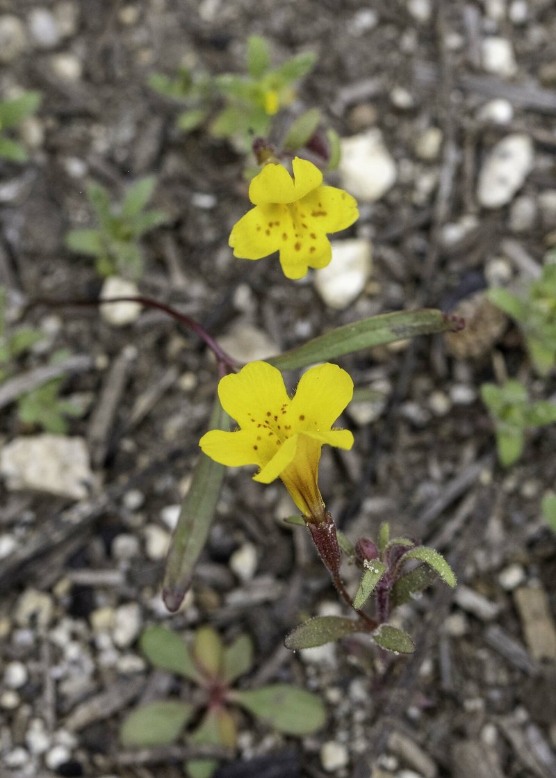 Mointain Monkeyflower